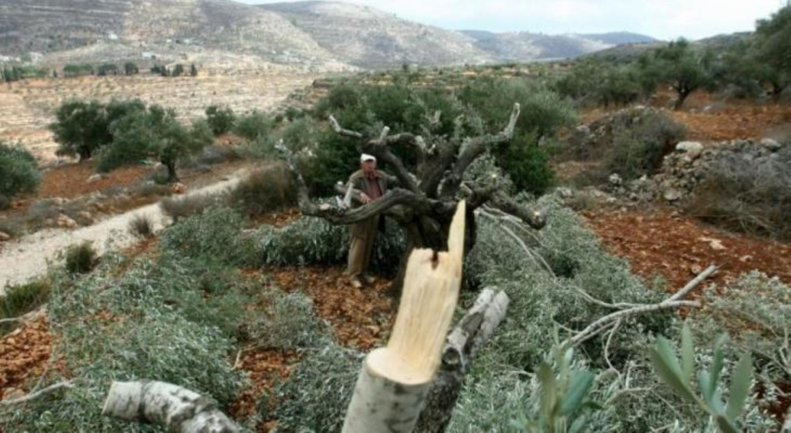 مستوطنون يضرمون النار في أشجار الزيتون بسلفيت