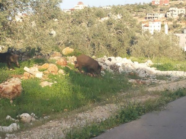 خنازير تتجول في سلفيت بعز النهار