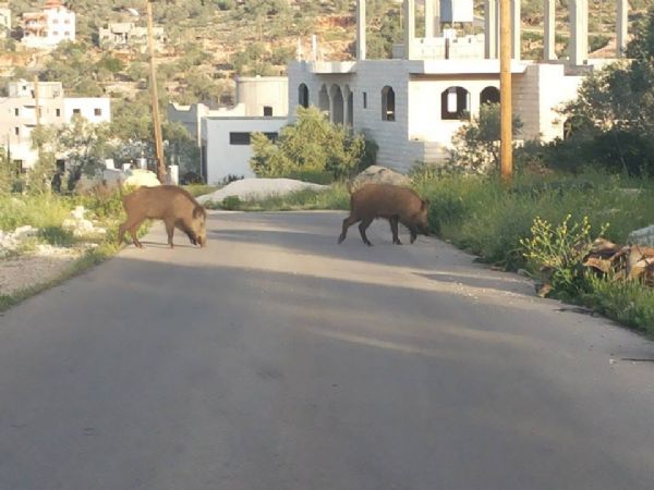 خنازير تتجول في سلفيت بعز النهار