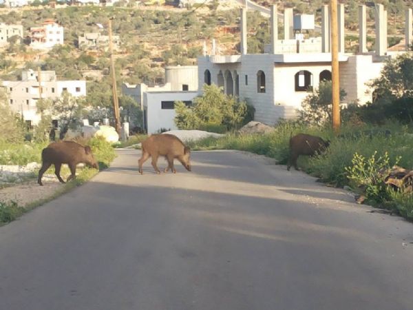 بلاطة,حق,عودة,اجتياح,دهم