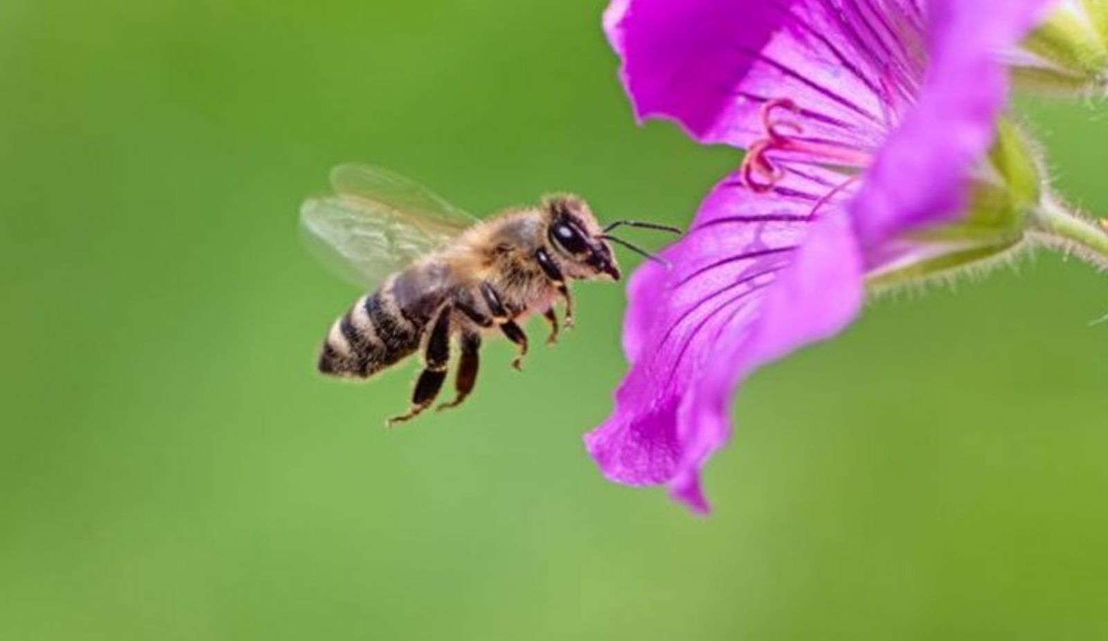 باحثون يحذّرون: أزمة المناخ قد تؤدي إلى ظهور النحل بأحجام أصغر!