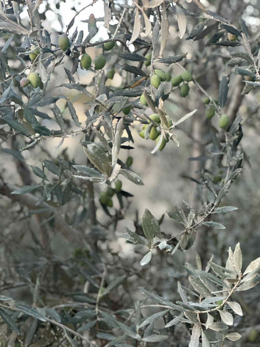 عصيرة القبلية .. وموسم قطف الزيتون عصيرة القبلية .. وموسم قطف الزيتون