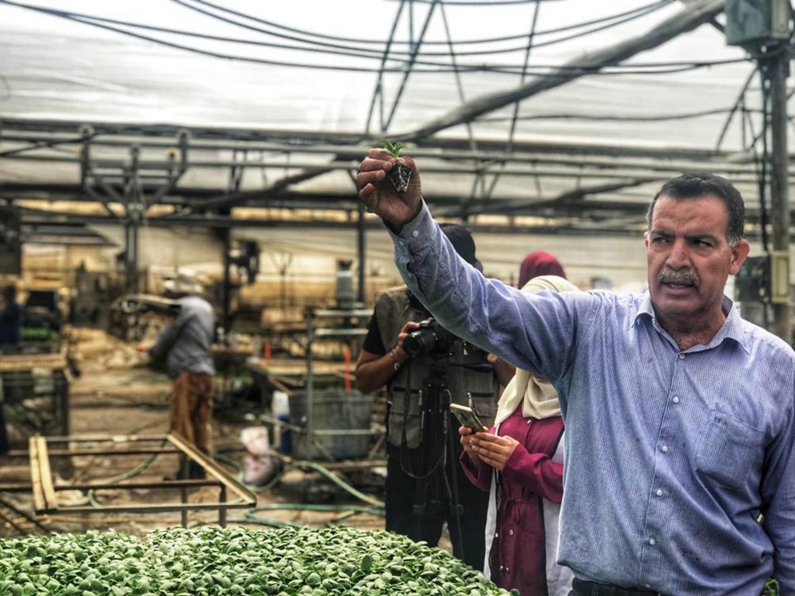 مشتل الجنيدي حكاية نجاح في القطاع الزراعي الفلسطيني